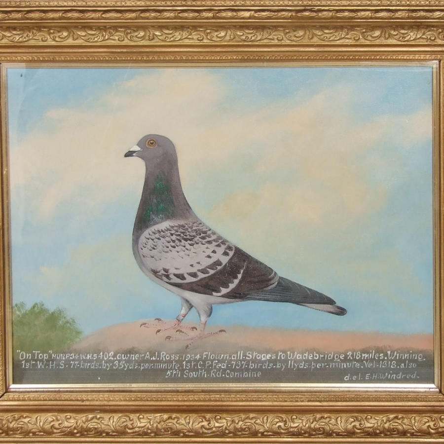 Pair of racing pigeon portraits by Windred