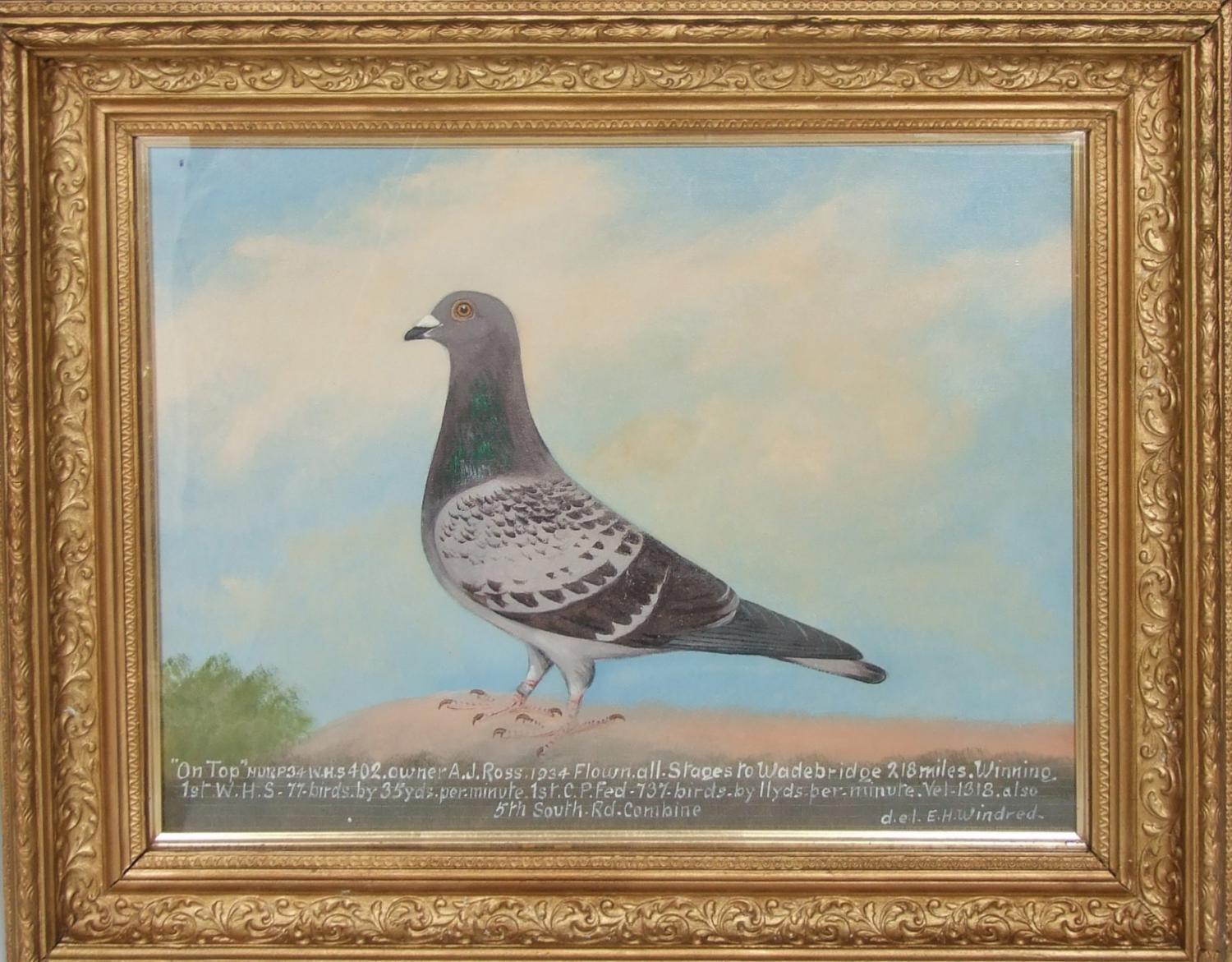 Pair of racing pigeon portraits by Windred