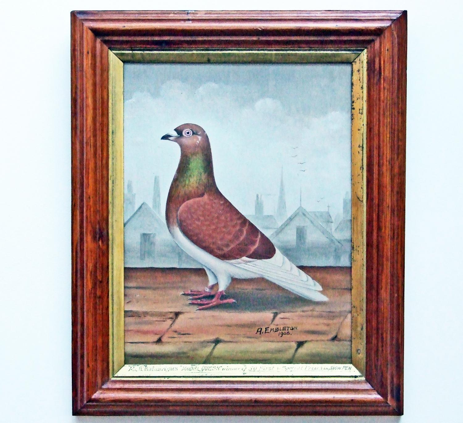 Show pigeon portrait by Embleton