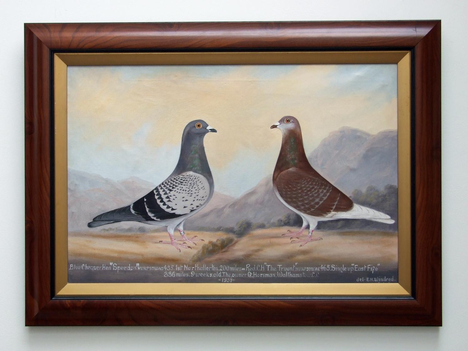 Double pigeon portrait by E H Windred