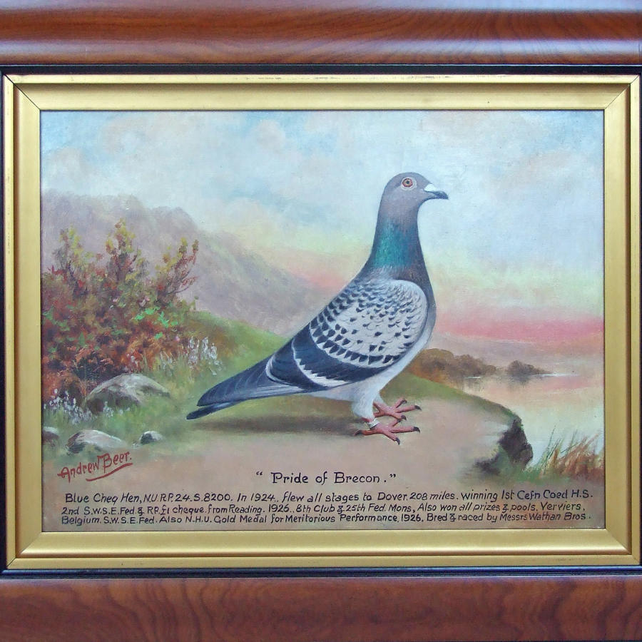 Oil pigeon portrait by Andrew Beer