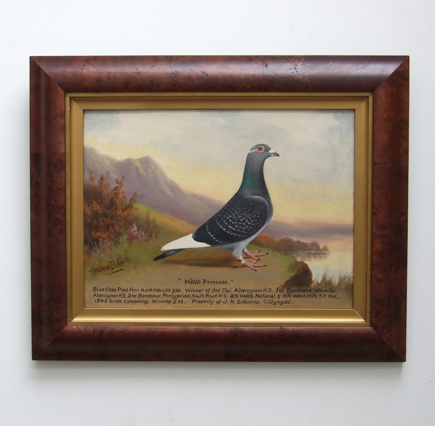 Oil portrait of pigeon by Andrew Beer