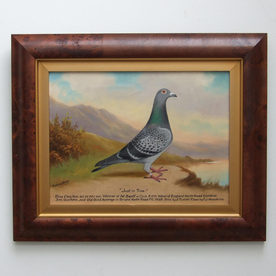 Oil portrait of pigeon by Andrew Beer