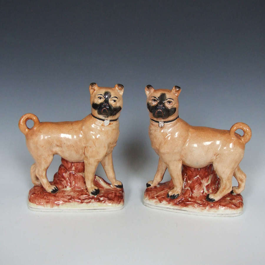 Rare pair of Staffordshire standing pug figures